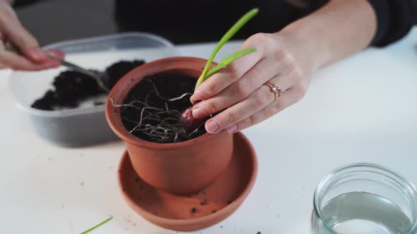 Young Millennial Woman Planting Onion Herbs at Home in a Pot