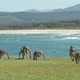 Group of Grey Kangaroos in a Green Meadow Whit Ocean as Background in Queensland, Australia - VideoHive Item for Sale