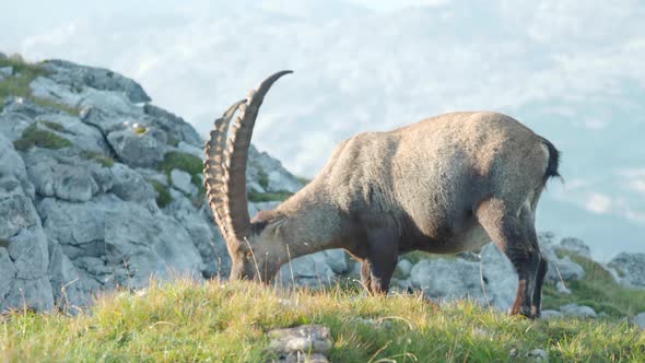 MEDIUM SHOT Alpine ibex eating leisurely along the slopes of Schneibstein Austria