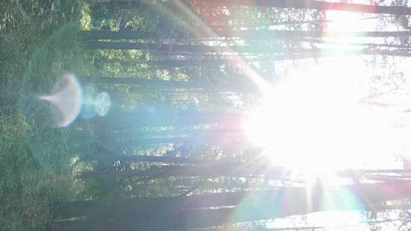 Vertical Video Aerial View Inside a Green Forest with Trees in Summer