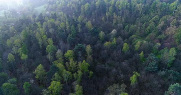 Moving Side Over Forest in Sunset or Sunrise Summer Day with Sun Flare