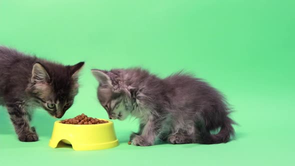 A Small Gray Kitten Eats Food the Second Striped Kitten Walks and Does Not Eat