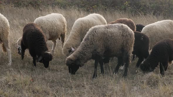 Mixed sheep group in nature feeding 4K 2160p 30fps UltraHD footage - White and black color flock of 