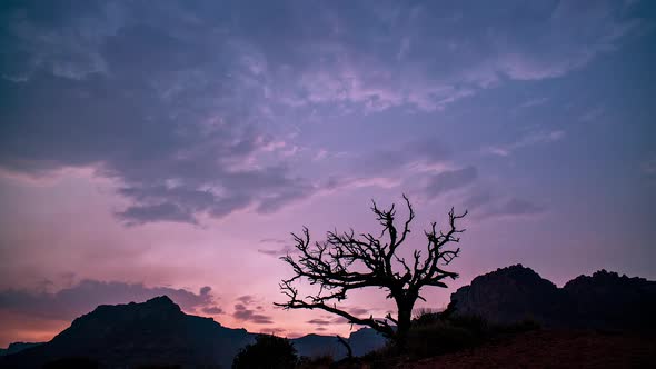 Single tree silhouetted against the sky at sunset in the desert