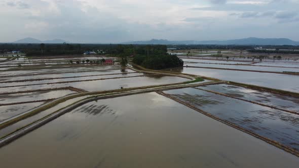 Drone shot of farmer and villager move at rural path