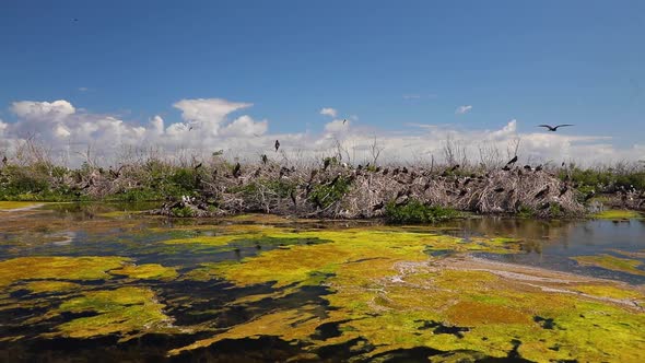 Millions of Frigate Birds Nesting in Bushes in the Slime Tina Waters Flying