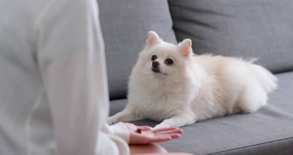 White Pomeranian Dog Give Hand to Pet Owner