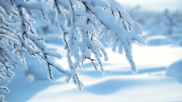 Branch and Lots of Snow