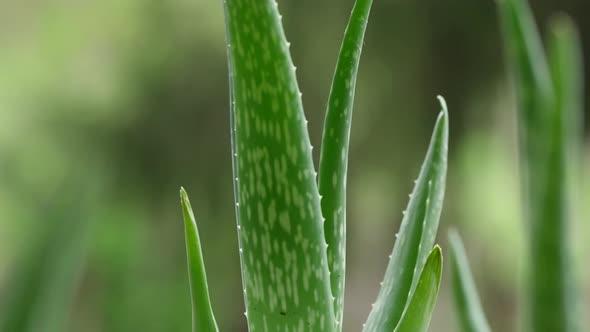 Aloe Vera 30