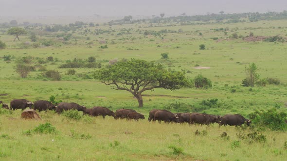 African buffalo herd walking in the savannah