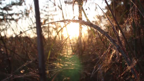 Dry Grass And Sun At Sunset