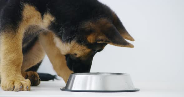 Black Dog with Brown Paws Drinking Fresh Water on Floor