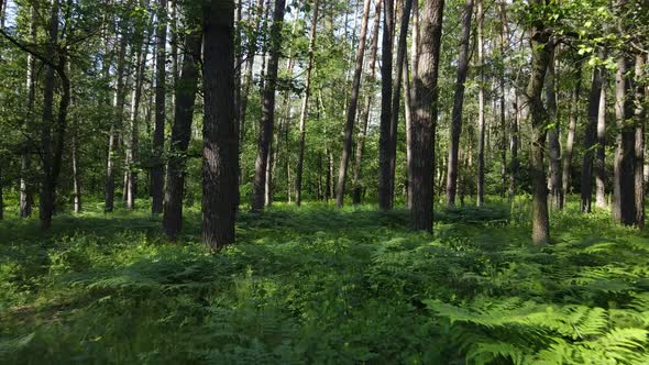 Trees in the Forest By Summer Day