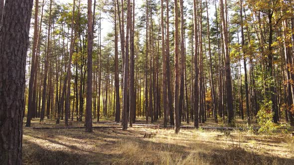 Autumn Forest with Trees By Day