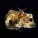 Eggs and Nymphs of the Relic Insect Embia Savignyi Under a Microscope - VideoHive Item for Sale