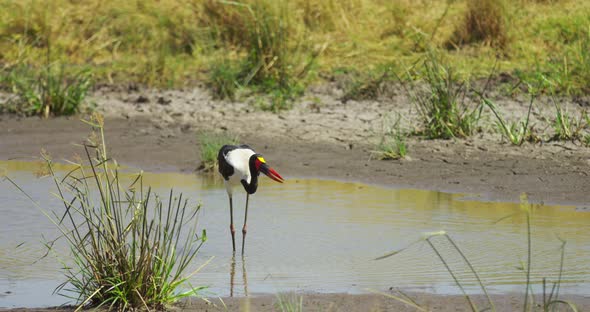 A Saddle-billed Stork drinking water
