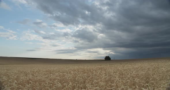 Yellow Wheat Field On A Background Of Sky With White Clouds