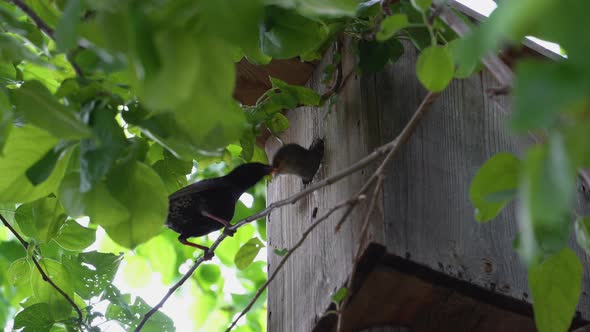 Starling feeding chicks in a birdhouse