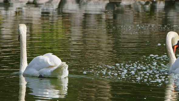 White Swan In Lake Water 3