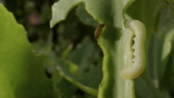 Cabbageworm, cabbage white caterpillar, eating leaves