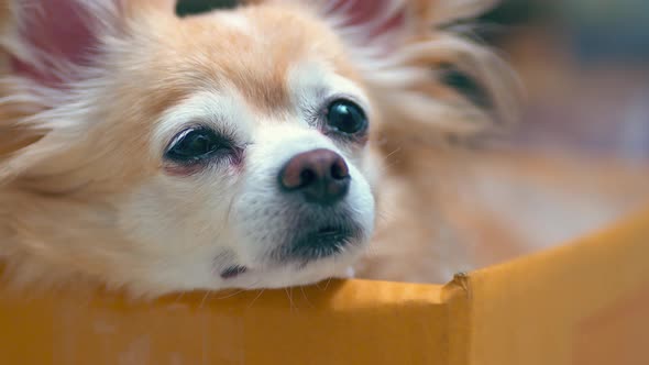 close up chihuahua old senior dog sit sleepy tired face in cardboard box with blur background