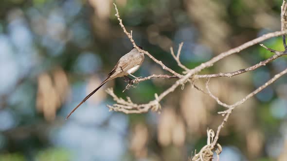 Beautiful bokeh natural landscape, a wild fork-tailed flycatcher, tyrannus savana spotted standing a