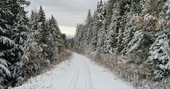 Road passing through the forest during winter 4k