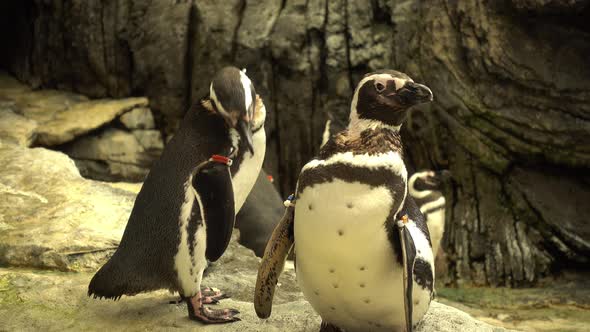 Penguins