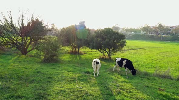 Cows Grazing In The Meadow