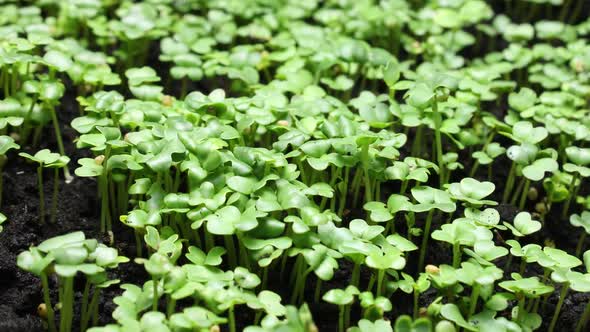 Plant Growing in Timelapse Sprouts Germination Green Seeds Time Lapse Spring and Summer Agriculture