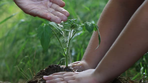 Hand Watering A Young Plant