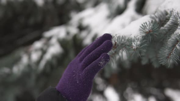 Female hands in winter gloves touch a snow-covered spruce branch. Snow falls from a spruce branch.