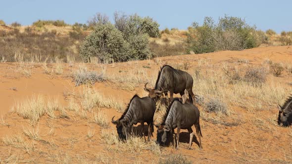 Foraging Blue Wildebeest - Kalahari Desert 
