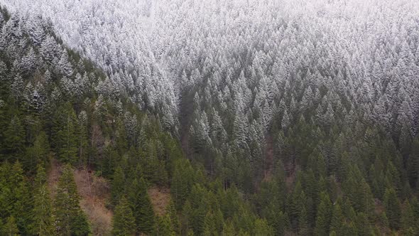 Snowy Green Forest