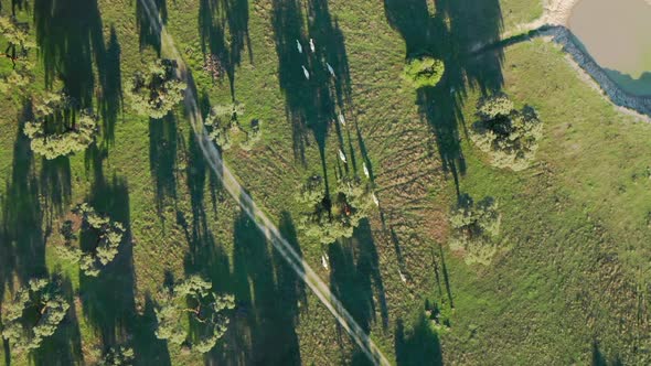 Aerial View of a Huge Plantation with Small and Scrubby Trees