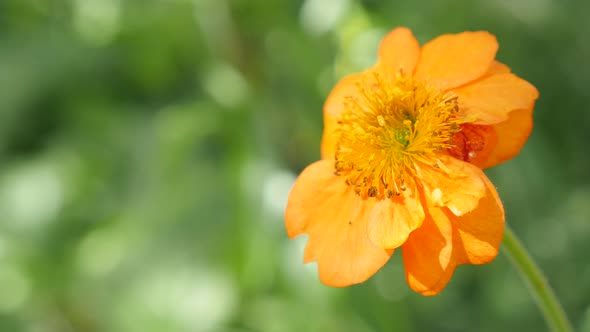 Calendula officinalis Common Marigold flower shallow DOF 4K 2160p UltraHD footage - English Marigold