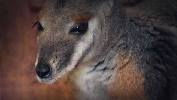 Wallaby in The Shad - Australian Animal