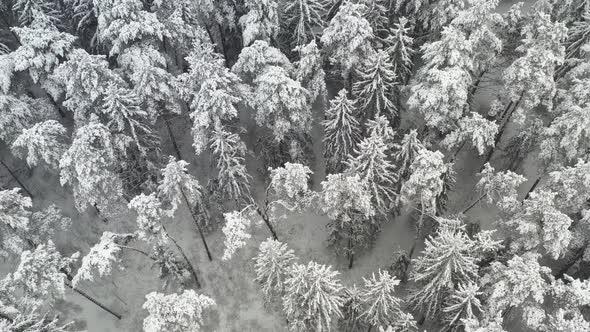 View From the Height of the Winter Forest with Snowcovered Trees in Winter