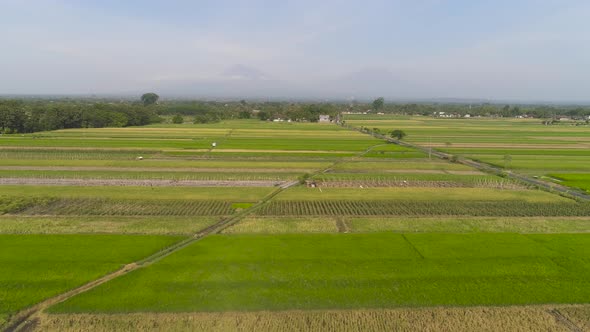 Rice Field and Agricultural Land in Indonesia