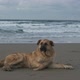 Dog Ocean Beach - VideoHive Item for Sale