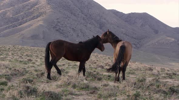 Two wild horses playing on top of hill.