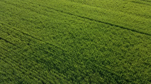 Aerial View of Cinematic Endless Green Grain Field Drone View