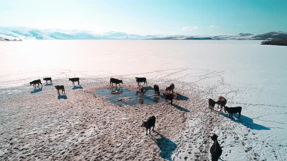 Village Life and Cows on the Frozen Lake