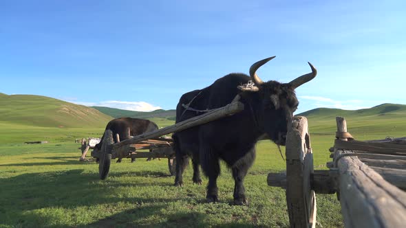 Traditional Tumbrel and Black Yak Steer in Rural Meadow