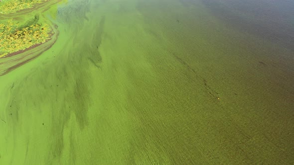 Flying over the green river. Top view of the river covered with green algae.