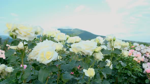 Beautiful delicate picturesque bush blooming roses on a summer day in the park. Rose garden.