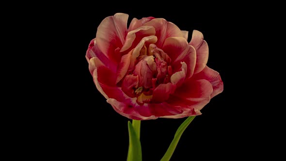 Top View Growing Red Bud Tulip Flower