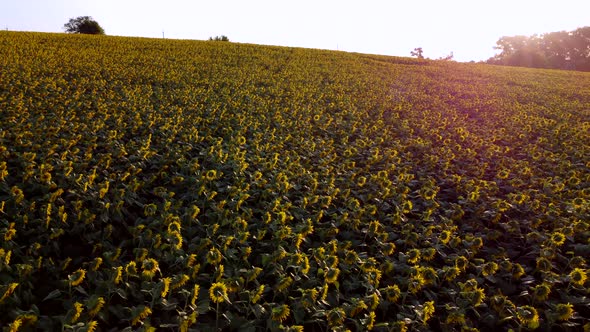 Aerial Drone View Flight Over Ver Field with Ripe Sunflower Heads