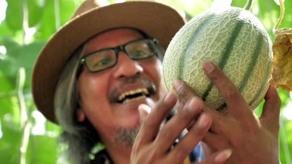 An Asian farmer is checking melon growth before harvesting.