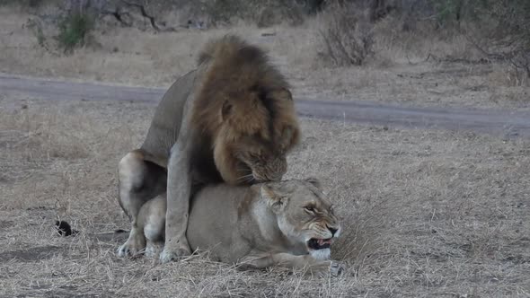 Lions mating then the lioness rolls over to assist with ovulation.